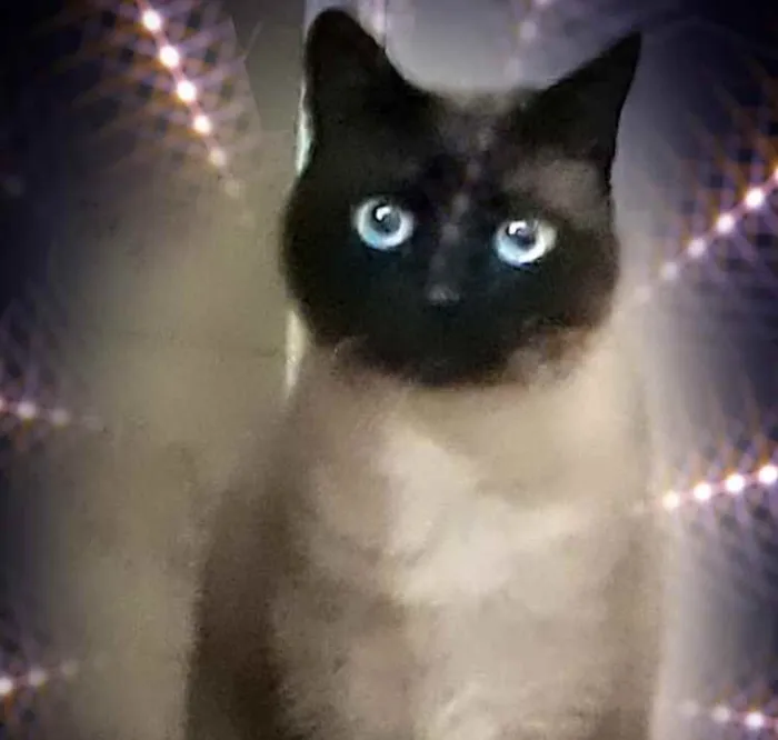 Gato raça Siamês  idade 1 ano nome Nick 1 aninho 