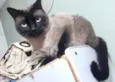 Gato raça Siamês  idade 1 ano nome Nick 1 aninho 