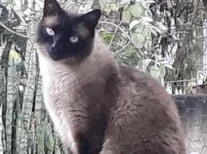 Gato raça Siamês  idade 1 ano nome Nick 1 aninho 