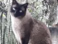 Gato raça Siamês  idade 1 ano nome Nick 1 aninho 