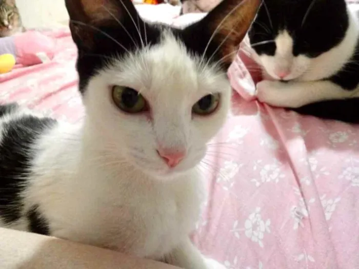 Gato raça Srd  idade 1 ano nome Cherry Linda 