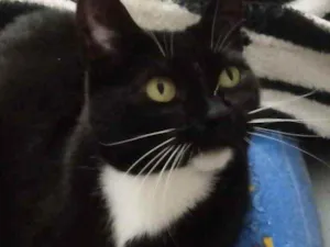 Gato raça Srd frajolinha  idade 1 ano nome Gigi linda 