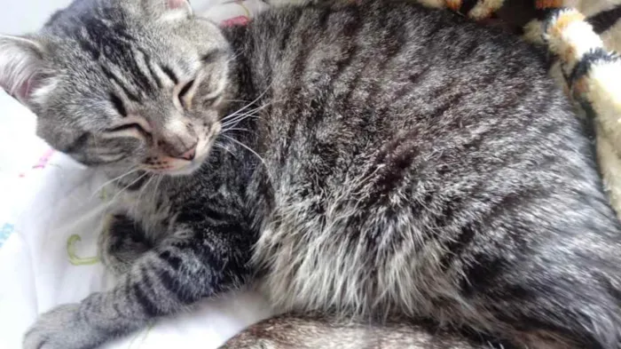 Gato raça Srd  idade 1 ano nome Raja linda 