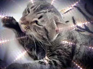 Gato raça Srd  idade 1 ano nome Raja linda 