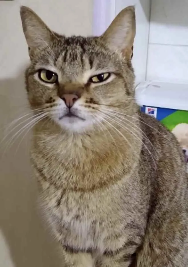 Gato raça Srd idade 1 ano nome Ruivo lindo gatinho 