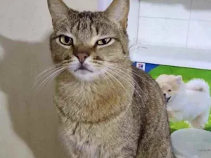 Gato raça Srd idade 1 ano nome Ruivo lindo gatinho 