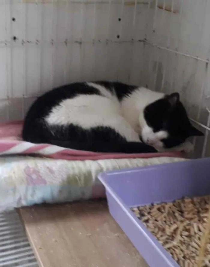 Gato ra a Srd frajolinha  idade 1 ano nome Pitoco super FOFO 