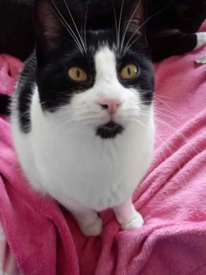 Gato ra a Srd frajolinha  idade 1 ano nome Pitoco super FOFO 