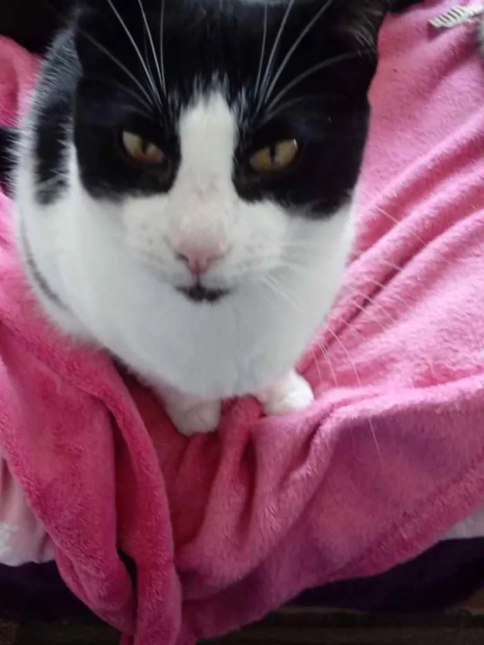 Gato ra a Srd frajolinha  idade 1 ano nome Pitoco super FOFO 
