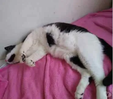 Gato ra a Srd frajolinha  idade 1 ano nome Pitoco super FOFO 