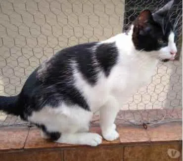 Gato ra a Srd frajolinha  idade 1 ano nome Pitoco super FOFO 