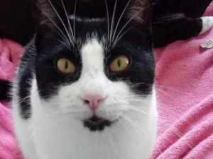 Gato raça Srd frajolinha  idade 1 ano nome Pitoco super FOFO 
