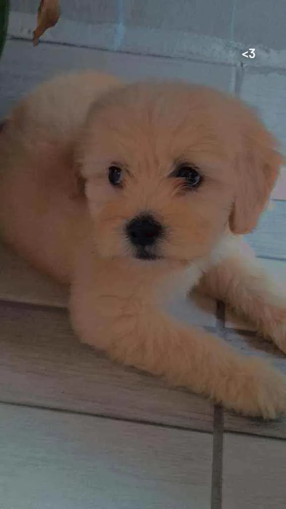 Cachorro raça Poodle idade 7 a 11 meses nome Spike