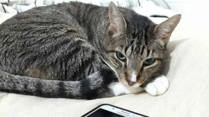 Gato raça Srd  idade 1 ano nome Tigue lindo 