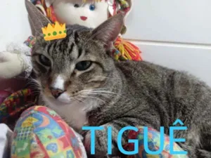 Gato raça Srd  idade 1 ano nome Tigue lindo 