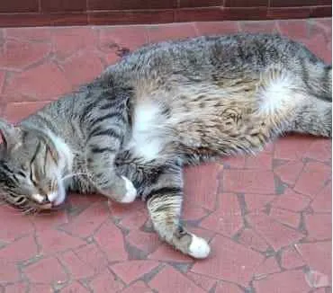 Gato raça Srd  idade 1 ano nome Tigue lindo 