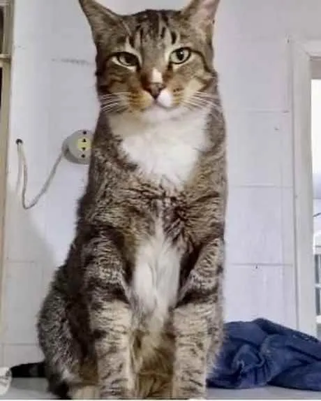 Gato raça Srd  idade 1 ano nome Tigue lindo 