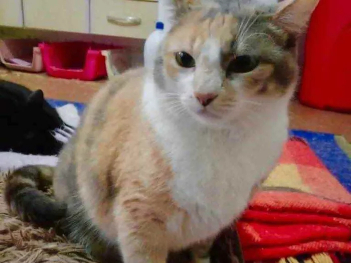 Gato raça Srd idade 1 ano nome Fumaça tricolor fofa