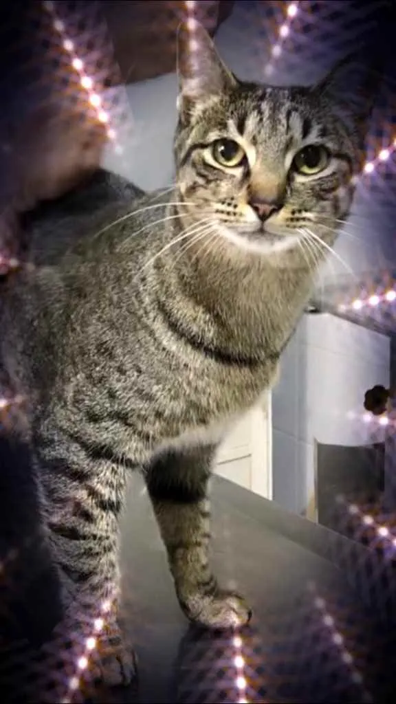 Gato raça Srd idade 1 ano nome Gucci lindo gatinho 