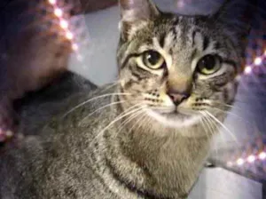 Gato raça Srd idade 1 ano nome Gucci lindo gatinho 
