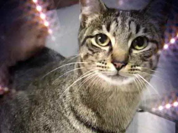 Gato raça Srd idade 1 ano nome Gucci lindo gatinho 