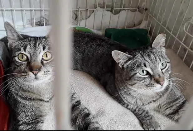 Gato raça Srd idade 1 ano nome Giorgio lindo gatinh