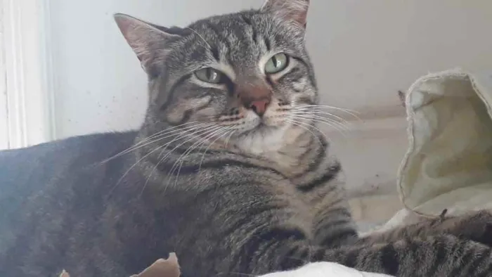 Giorgio lindo gatinh