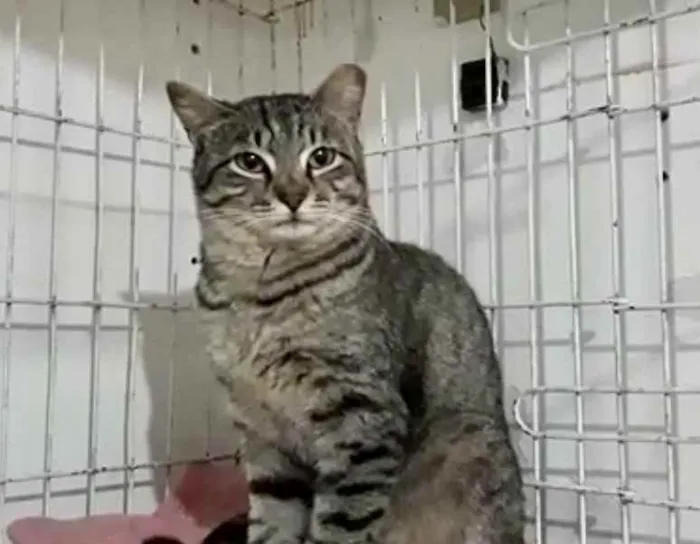 Gato raça Srd idade 1 ano nome Giorgio lindo gatinh