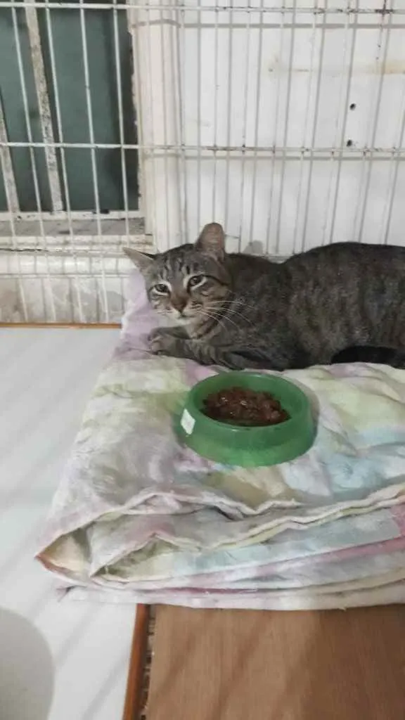 Giorgio lindo gatinh