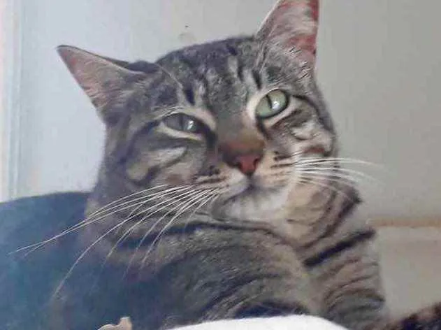 Gato raça Srd idade 1 ano nome Giorgio lindo gatinh