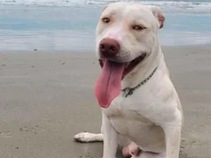 Cachorro raça Pitbull  idade 7 a 11 meses nome Gohan