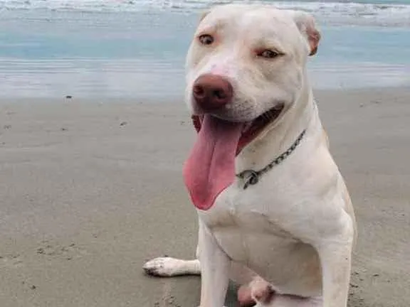 Cachorro ra a Pitbull  idade 7 a 11 meses nome Gohan