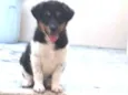 Leopoldo