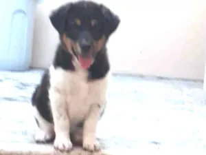 Cachorro raça Sem raça definida idade Abaixo de 2 meses nome Leopoldo