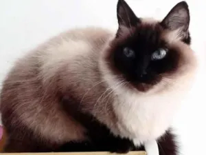 Gato raça Srd idade 1 ano nome Gatinha maravilhosa 