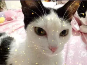 Gato raça Srd  idade 1 ano nome Cherry Linda 