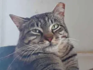 Gato raça Srd idade 1 ano nome Giorgio lindo gatinh