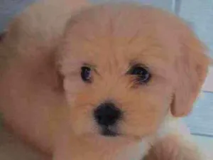 Cachorro raça Poodle idade 7 a 11 meses nome Spike