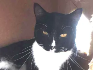 Gato raça srd idade 2 anos nome Mike