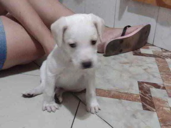 Cachorro raça Srd idade Abaixo de 2 meses nome Biel