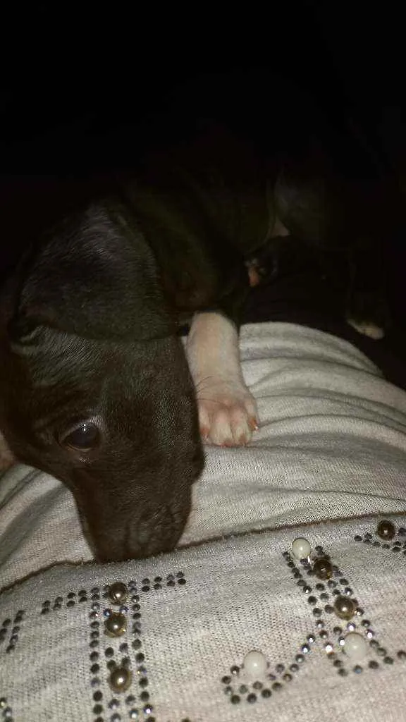 Cachorro raça Indefinida idade 2 a 6 meses nome Luly