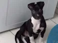 Cachorro raça Indefinida idade 2 a 6 meses nome Luly