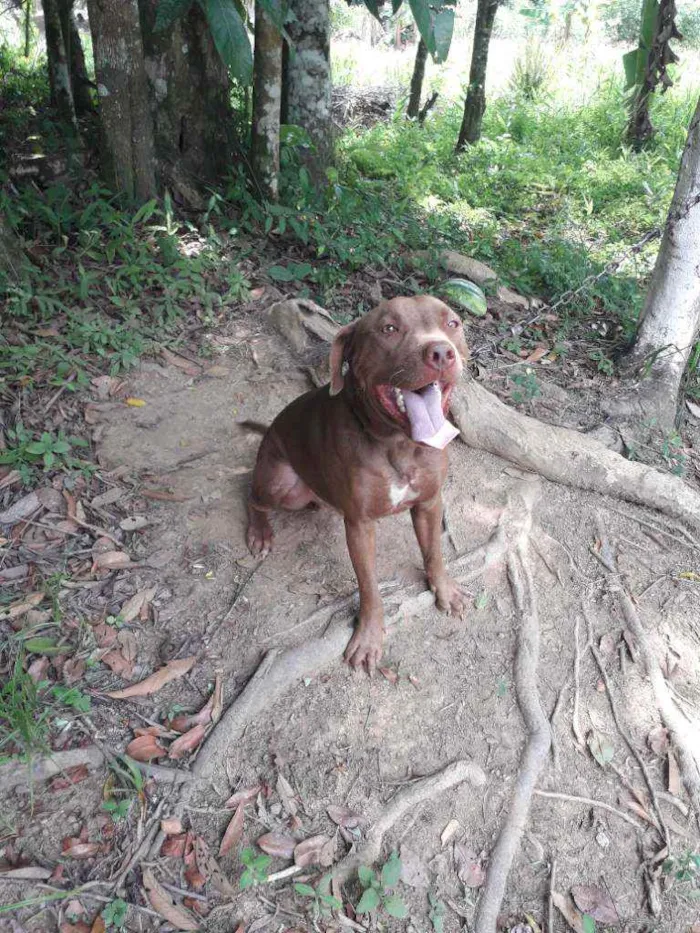 Cachorro ra a Pitbull idade 2 anos nome Soishi