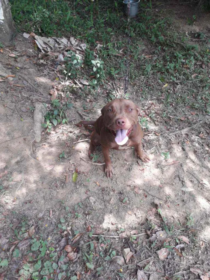 Cachorro ra a Pitbull idade 2 anos nome Soishi