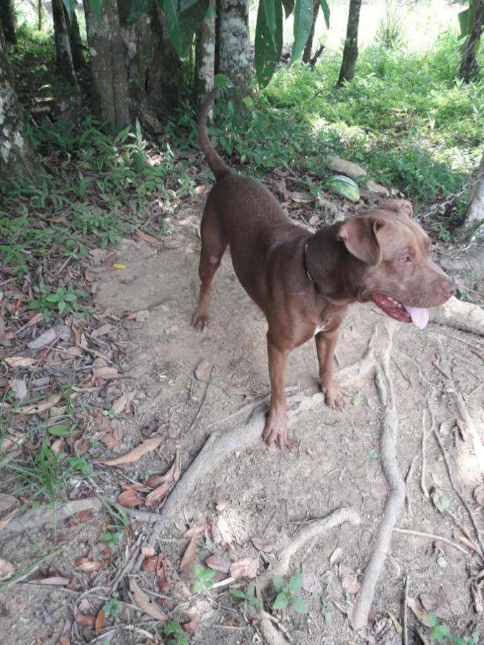 Cachorro ra a Pitbull idade 2 anos nome Soishi