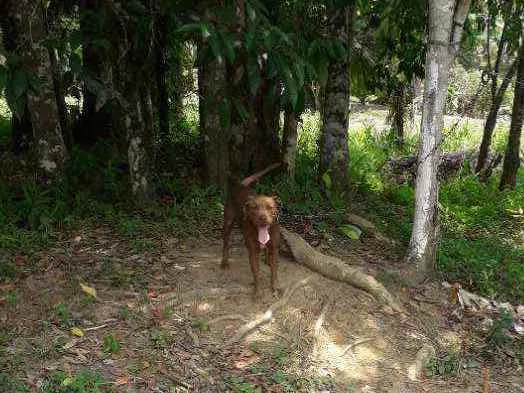 Cachorro ra a Pitbull idade 2 anos nome Soishi