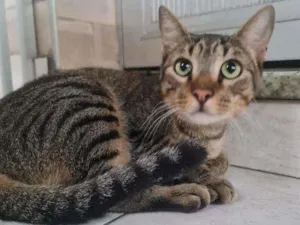 Gato raça SRD idade 1 ano nome Fisher