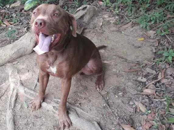 Cachorro ra a Pitbull idade 2 anos nome Soishi