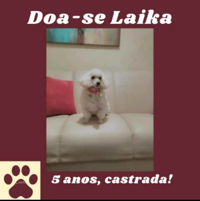 Cachorro ra a Poodle idade 6 ou mais anos nome Laika