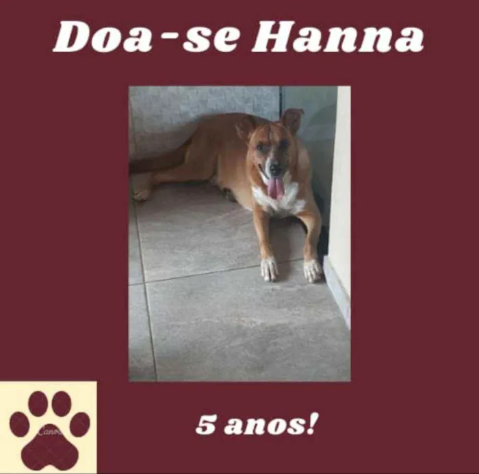 Cachorro ra a Sem raça definida  idade 5 anos nome Hanna